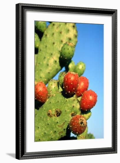 Cactus, San Miguel De Allende, Guanajuato, Mexico-Marco Cristofori-Framed Photographic Print