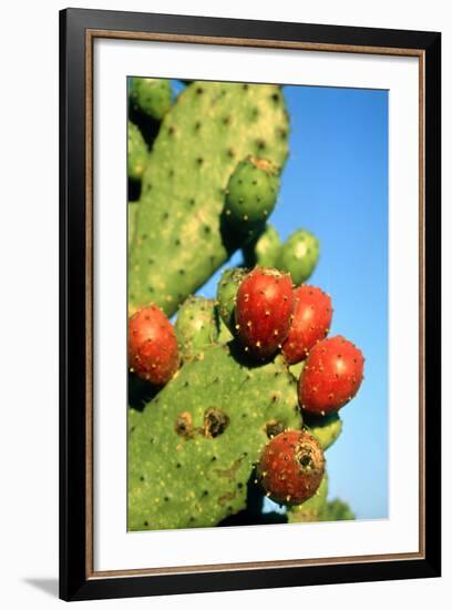 Cactus, San Miguel De Allende, Guanajuato, Mexico-Marco Cristofori-Framed Photographic Print