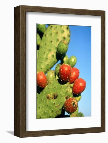 Cactus, San Miguel De Allende, Guanajuato, Mexico-Marco Cristofori-Framed Photographic Print