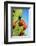 Cactus, San Miguel De Allende, Guanajuato, Mexico-Marco Cristofori-Framed Photographic Print