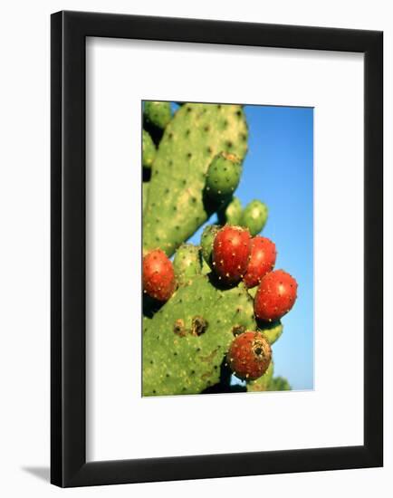 Cactus, San Miguel De Allende, Guanajuato, Mexico-Marco Cristofori-Framed Photographic Print