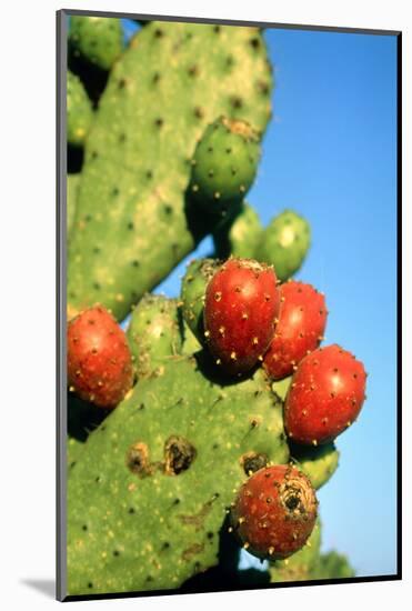 Cactus, San Miguel De Allende, Guanajuato, Mexico-Marco Cristofori-Mounted Photographic Print