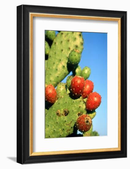 Cactus, San Miguel De Allende, Guanajuato, Mexico-Marco Cristofori-Framed Photographic Print