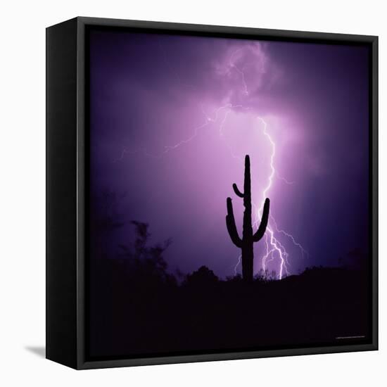 Cactus Silhouetted Against Lightning, Tucson, Arizona, USA-Tony Gervis-Framed Premier Image Canvas