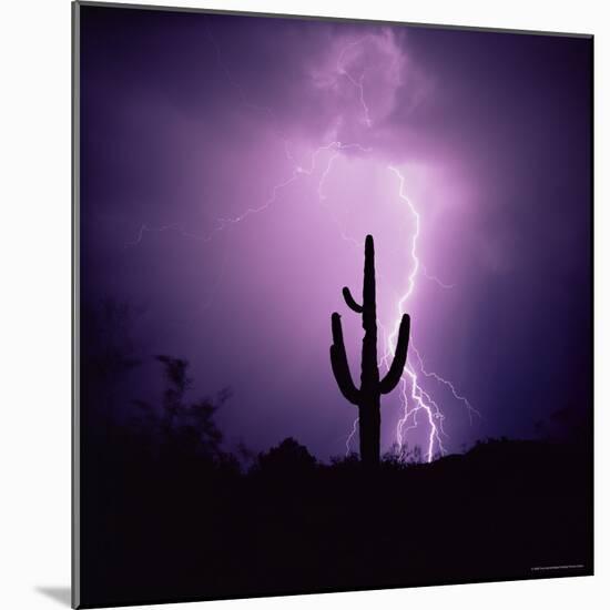 Cactus Silhouetted Against Lightning, Tucson, Arizona, USA-Tony Gervis-Mounted Photographic Print