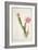 Cactus Speciosus, 1811 (W/C and Bodycolour over Traces of Graphite on Vellum)-Pierre Joseph Redoute-Framed Giclee Print