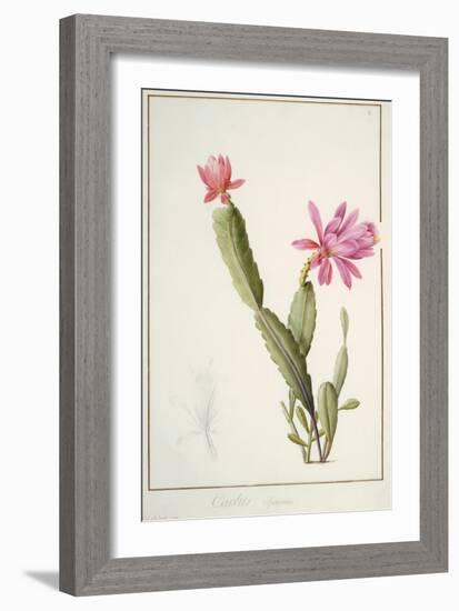 Cactus Speciosus, 1811 (W/C and Bodycolour over Traces of Graphite on Vellum)-Pierre Joseph Redoute-Framed Giclee Print