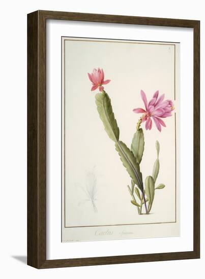 Cactus Speciosus, 1811 (W/C and Bodycolour over Traces of Graphite on Vellum)-Pierre Joseph Redoute-Framed Giclee Print