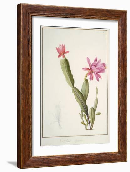 Cactus Speciosus, 1811 (W/C and Bodycolour over Traces of Graphite on Vellum)-Pierre Joseph Redoute-Framed Giclee Print