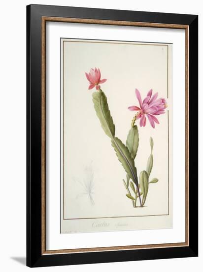 Cactus Speciosus, 1811 (W/C and Bodycolour over Traces of Graphite on Vellum)-Pierre Joseph Redoute-Framed Giclee Print