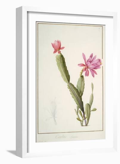 Cactus Speciosus, 1811 (W/C and Bodycolour over Traces of Graphite on Vellum)-Pierre Joseph Redoute-Framed Giclee Print