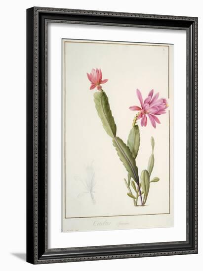 Cactus Speciosus, 1811 (W/C and Bodycolour over Traces of Graphite on Vellum)-Pierre Joseph Redoute-Framed Giclee Print