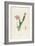 Cactus Speciosus-Pierre-Joseph Redouté-Framed Giclee Print