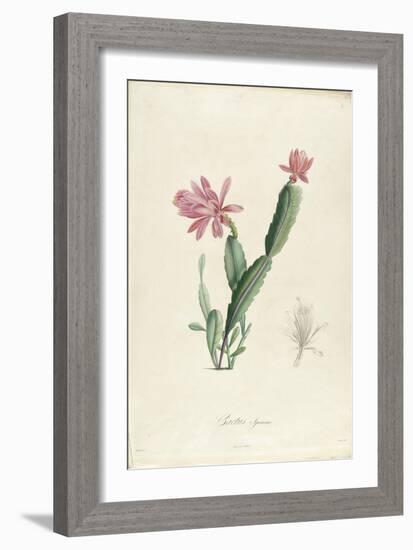 Cactus Speciosus-Pierre-Joseph Redouté-Framed Giclee Print