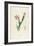 Cactus Speciosus-Pierre-Joseph Redouté-Framed Giclee Print