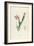 Cactus Speciosus-Pierre-Joseph Redouté-Framed Giclee Print