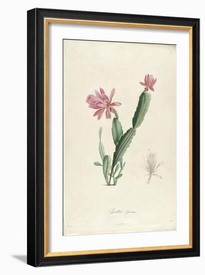 Cactus Speciosus-Pierre-Joseph Redouté-Framed Giclee Print