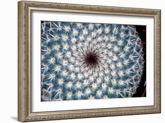 Cactus Spines-Dr. Keith Wheeler-Framed Photographic Print