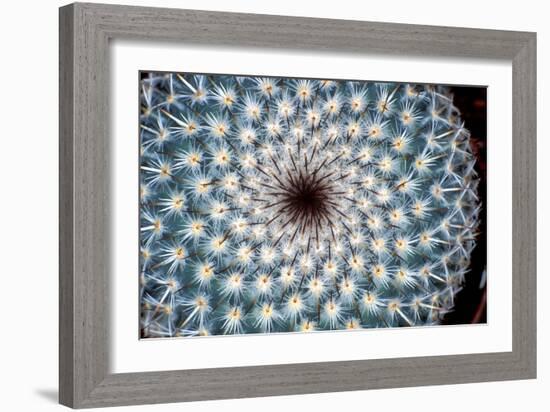 Cactus Spines-Dr. Keith Wheeler-Framed Photographic Print