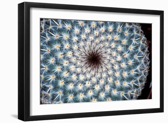 Cactus Spines-Dr. Keith Wheeler-Framed Photographic Print