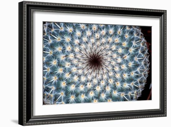 Cactus Spines-Dr. Keith Wheeler-Framed Photographic Print