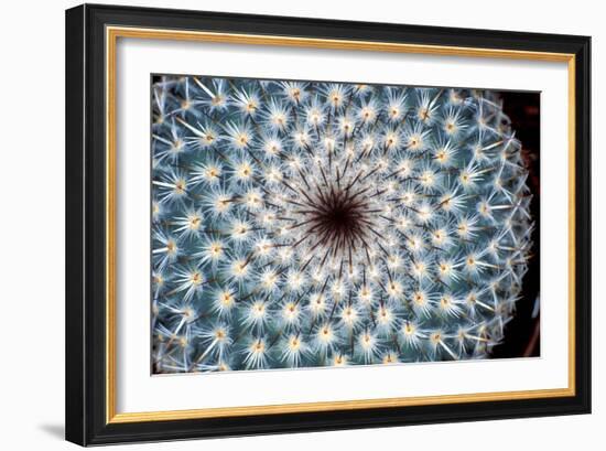 Cactus Spines-Dr. Keith Wheeler-Framed Photographic Print