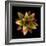 Cactus Star-Robert Cattan-Framed Photographic Print