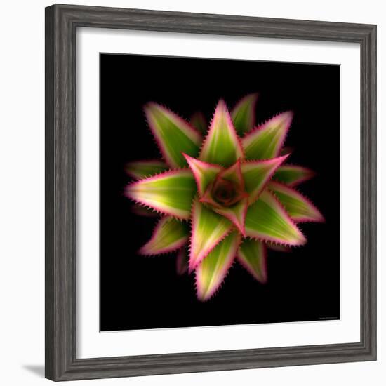 Cactus Star-Robert Cattan-Framed Photographic Print