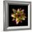 Cactus Star-Robert Cattan-Framed Photographic Print