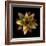 Cactus Star-Robert Cattan-Framed Photographic Print