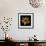 Cactus Star-Robert Cattan-Framed Photographic Print displayed on a wall