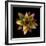 Cactus Star-Robert Cattan-Framed Photographic Print