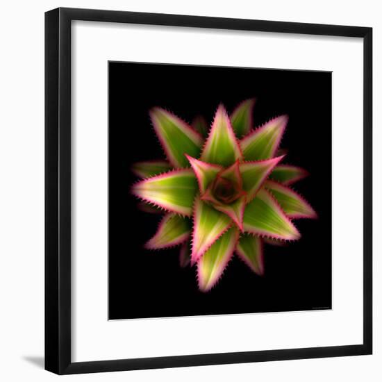 Cactus Star-Robert Cattan-Framed Photographic Print