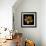 Cactus Star-Robert Cattan-Framed Photographic Print displayed on a wall