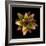 Cactus Star-Robert Cattan-Framed Photographic Print