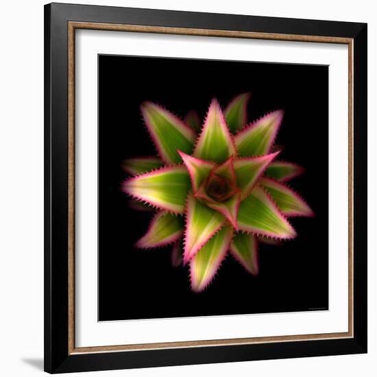 Cactus Star-Robert Cattan-Framed Photographic Print