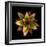 Cactus Star-Robert Cattan-Framed Photographic Print