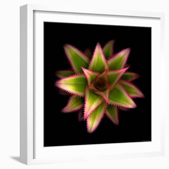 Cactus Star-Robert Cattan-Framed Photographic Print