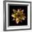 Cactus Star-Robert Cattan-Framed Photographic Print