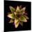 Cactus Star-Robert Cattan-Mounted Photographic Print
