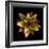 Cactus Star-Robert Cattan-Framed Photographic Print