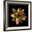 Cactus Star-Robert Cattan-Framed Photographic Print