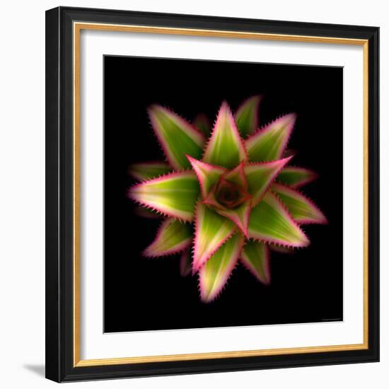 Cactus Star-Robert Cattan-Framed Photographic Print