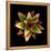 Cactus Star-Robert Cattan-Framed Premier Image Canvas