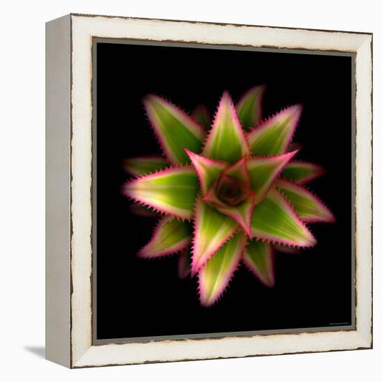 Cactus Star-Robert Cattan-Framed Premier Image Canvas