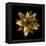 Cactus Star-Robert Cattan-Framed Premier Image Canvas