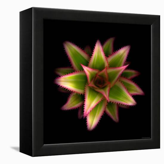 Cactus Star-Robert Cattan-Framed Premier Image Canvas