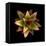 Cactus Star-Robert Cattan-Framed Premier Image Canvas