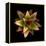 Cactus Star-Robert Cattan-Framed Premier Image Canvas