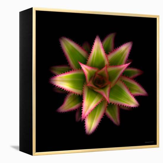 Cactus Star-Robert Cattan-Framed Premier Image Canvas